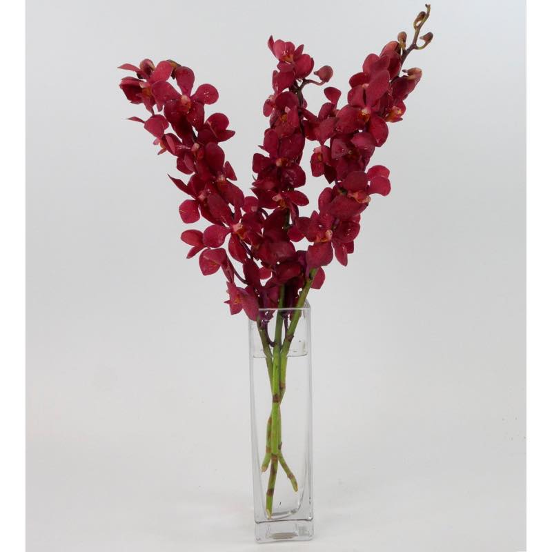 Fresh Cut Small Orchid Bunch in Glass Vase - Red